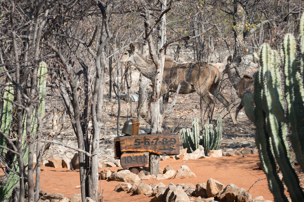 אוקאוקוג'ו Ongava Tented Camp - All-Inclusive מראה חיצוני תמונה
