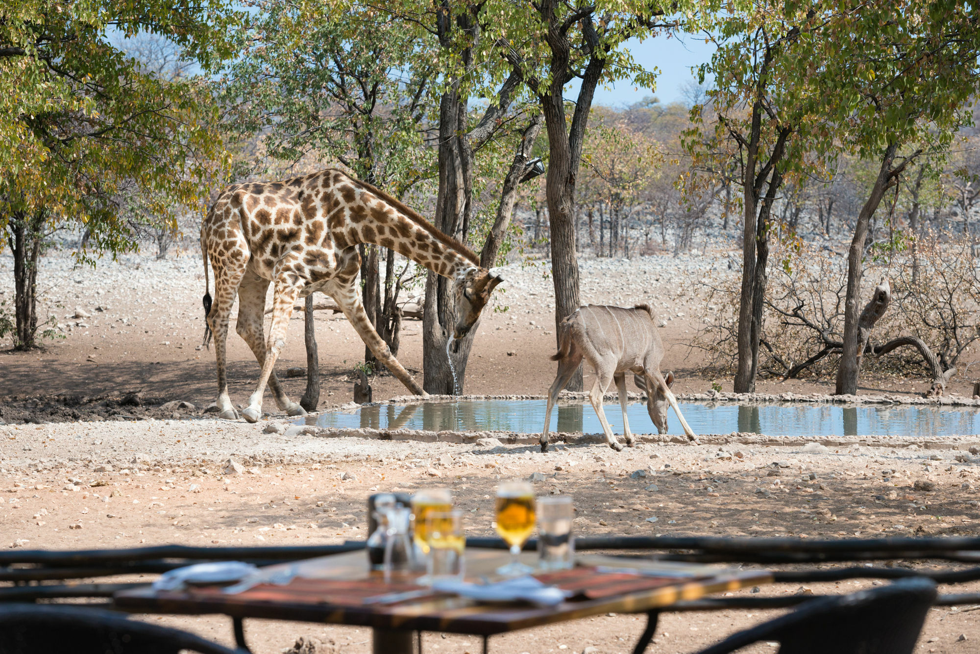 אוקאוקוג'ו Ongava Tented Camp - All-Inclusive מראה חיצוני תמונה